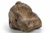 Fossil Ankylosaurid/Nodosaurid Osteoderm (Scute) - Wyoming #306856-4